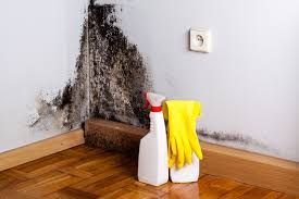 Environmental Consulting for Mold Prevention in Madison Center, CT